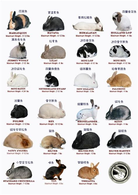 lionhead rabbit weight|lionhead rabbit size chart.